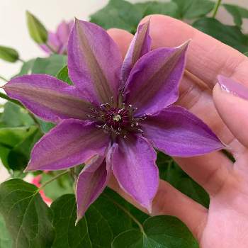 クレマチス ミゼットブルーの投稿画像一覧 Greensnap グリーンスナップ