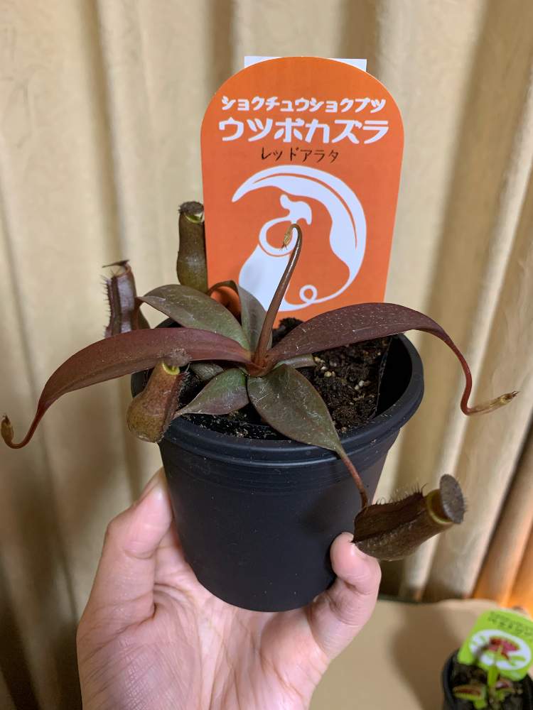 ネペンテス レッドアラタの投稿画像 By Trgeさん 食虫植物とネペンテス属と植中毒と成長記録と珍奇植物とビザールプランツとコーナンと食虫植物と ネペンテス属と植中毒と成長記録と珍奇植物とビザールプランツとコーナン 月4月25日 Greensnap グリーン ネペンテス レッドアラタの投稿画像 By Trgeさん 食虫植物とネペンテス属と植中毒と成長記録と珍奇植物とビザールプランツとコーナンと食虫植物と ネペンテス属と植中毒と成長記録と珍奇植物とビザールプランツとコーナン 月4月25日 Greensnap グリーン