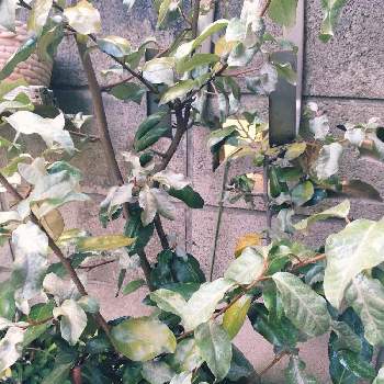 グミの木の投稿画像一覧 Greensnap グリーンスナップ