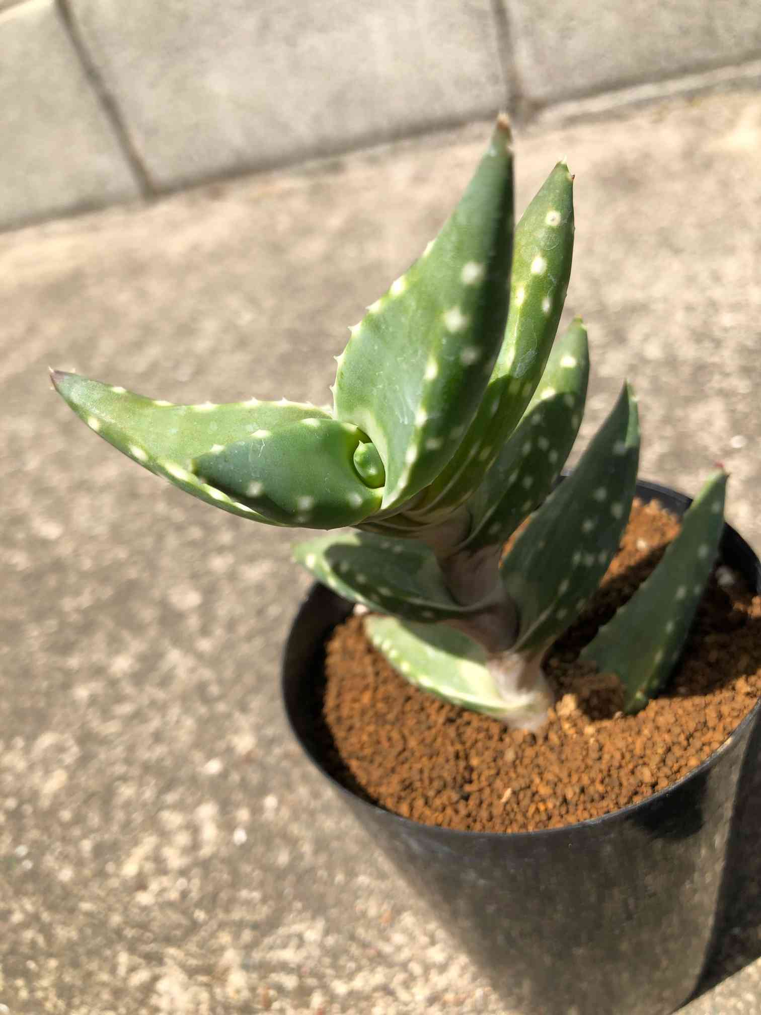 ゴトウ園芸！！ ☆多肉植物☆ アロエ アレニコラ - 観葉植物