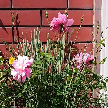 バラ鉢栽培の画像 by raizouさん | バラとミニバラ鉢栽培とバラ鉢栽培と雷蔵君ちの薔薇