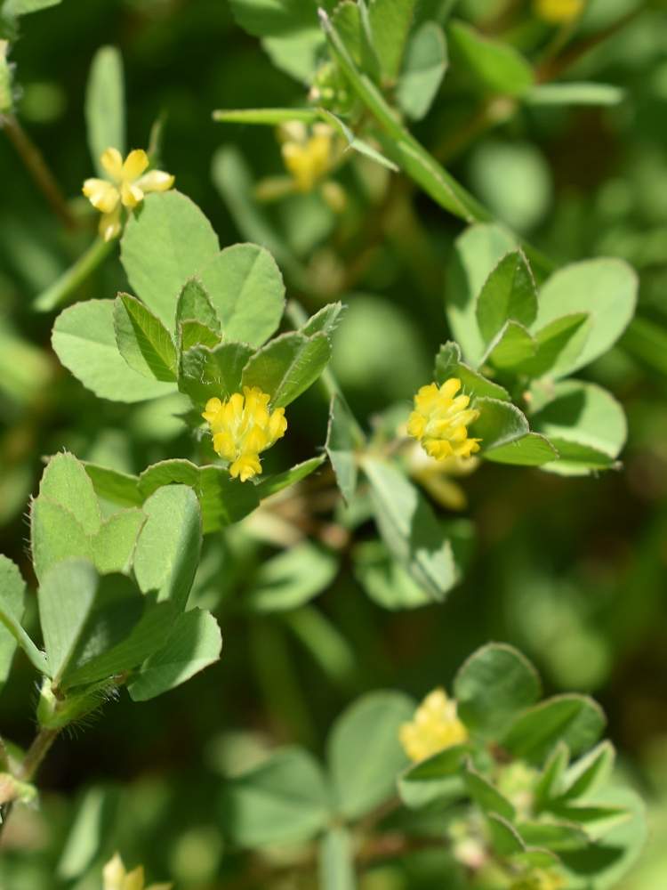 コメツブツメクサの投稿画像 By はるるさん マメ科と水元公園と山野草と雑草と黄色いお花大好き協会とマメ科と水元公園と山野草と雑草と黄色いお花大好き協会 月4月25日 Greensnap グリーンスナップ Greensnap グリーンスナップ