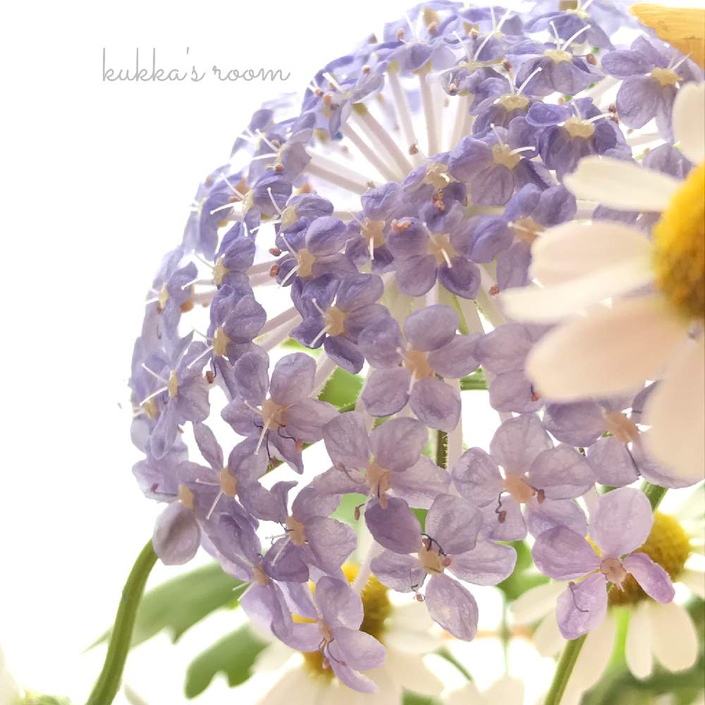 逆光の投稿画像 By Kukkaさん 小花会と癒しと切り花 を楽しむと青い花と花を飾るとブルーレースフラワー と美しく青きドヨウとナチュラルスタイルと花のある暮らしとかわいいな と切り花 とブルーレースフラワーとデスクと逆光と小花会と癒しと切り花を楽しむと青い花と