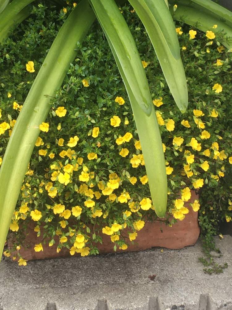 メカルドニア ゴールドダストの投稿画像 By Manabeさん つる性植物と花のある暮らしと黄色い小花 月4月25日 Greensnap グリーンスナップ