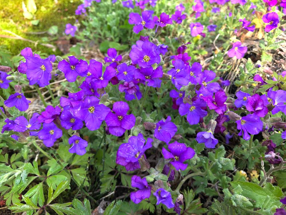 ムラサキナズナの投稿画像 By ゆっこさん 月4月25日 Greensnap グリーンスナップ Greensnap グリーンスナップ