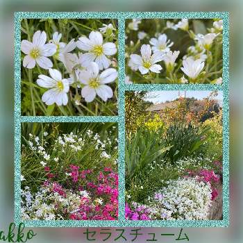 明るくなる花の画像 by ひみつのアッコちゃんさん | 芝桜とセラスチューム（ナツユキソウ）と花のある暮らしと花畑と可愛い小花と明るくなる花