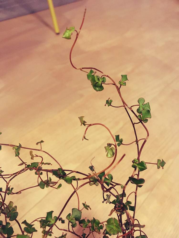 ワイヤープランツ スペードの投稿画像 By スゥジィさん ワイヤープランツスペードと観葉植物と匍匐性と ワイヤープランツとタデ科とリビング 月4月25日 Greensnap グリーンスナップ