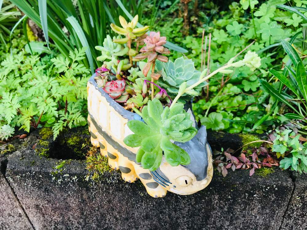 多肉植物の投稿画像 By Masayukiさん トトロの森とトトロとトトロ大好きとネコバスと可愛いと花のある暮らしととなりのトトロ 2020月4月25日 Greensnap グリーンスナップ