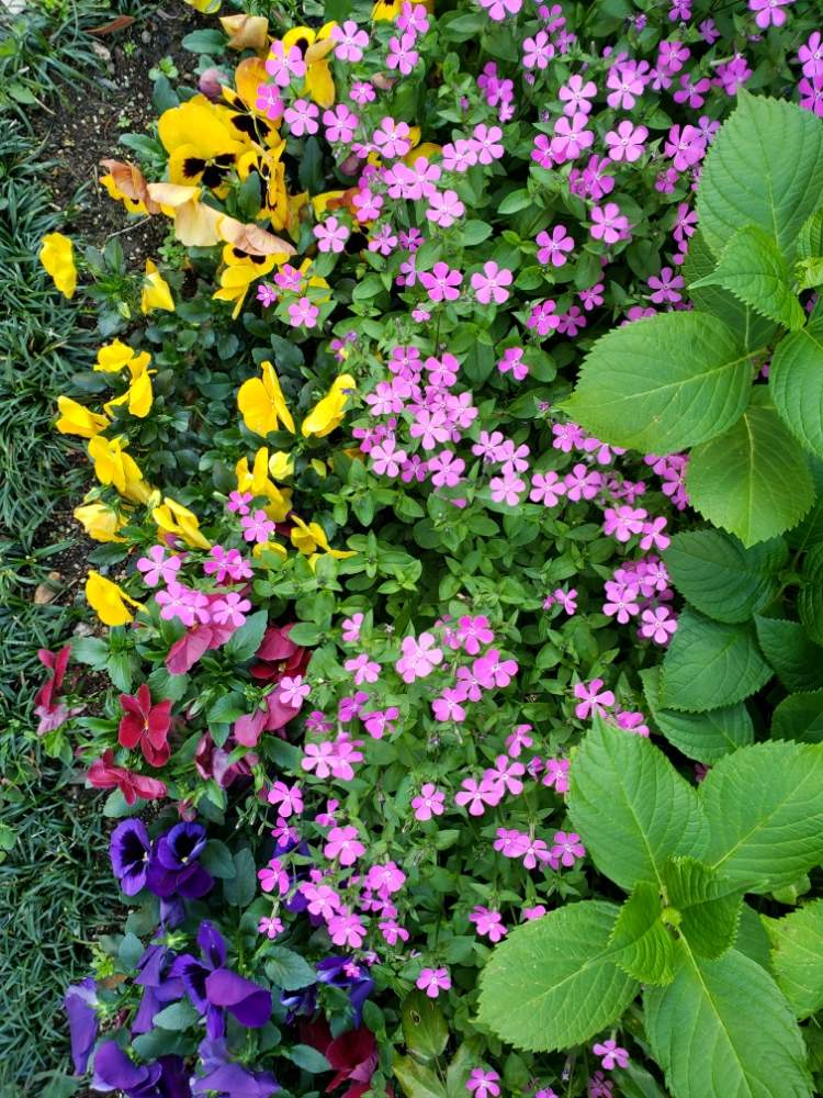 イボちゃんさんの投稿画像 月4月25日 Greensnap グリーンスナップ