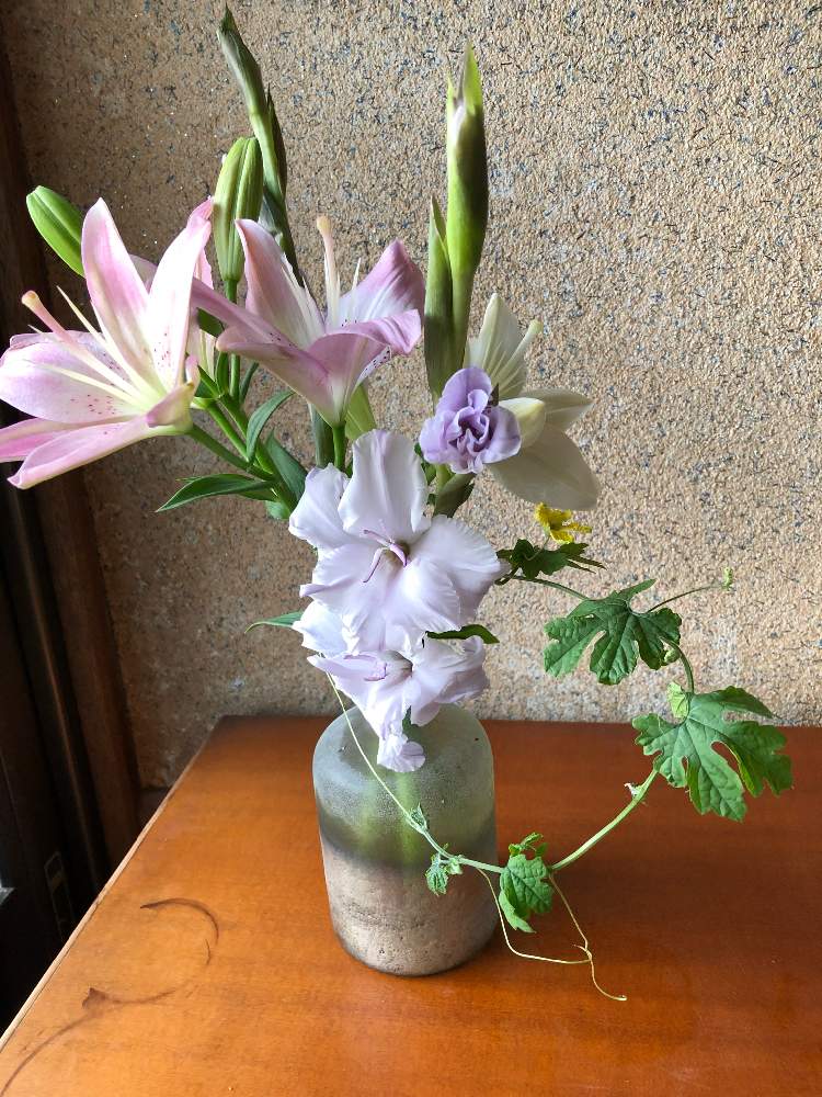 インテリアの投稿画像 By ジュリアンさん 姪のプレゼントの花瓶とおうち園芸と黒猫とゴーヤの蔓とスカシユリの花と生けてみましたとグラジオラス 紫と姪のプレゼントの花瓶とおうち園芸と黒猫とゴーヤの蔓とスカシユリの花と生けてみましたとグラジオラス紫 月4月25