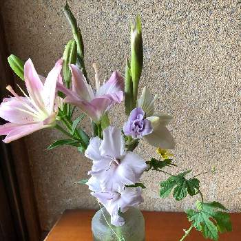 スカシユリの花の画像 by ジュリアンさん | インテリアと姪のプレゼントの花瓶とおうち園芸と黒猫とゴーヤの蔓とスカシユリの花と生けてみましたとグラジオラス紫