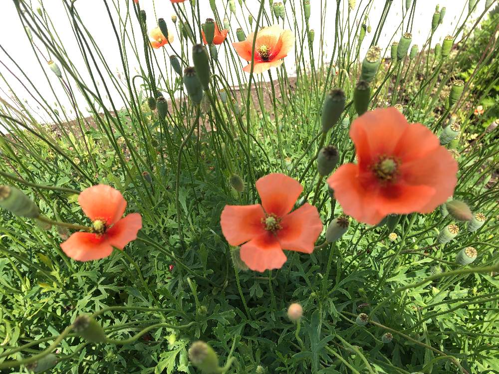 ぽんぽんさんの投稿画像 月4月25日 Greensnap グリーンスナップ