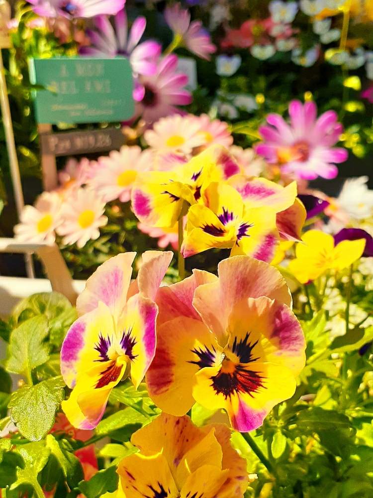 花での癒しの投稿画像 By モモさん 可愛いなとお花大好きとフリルパンジー と黄色のお花とガーデニングと花のある暮らしと我が家の花 月4月25日 Greensnap グリーンスナップ