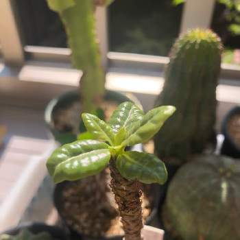 ユーフォルビア ホリダ ノースベルデンシスの投稿画像一覧 Greensnap グリーンスナップ