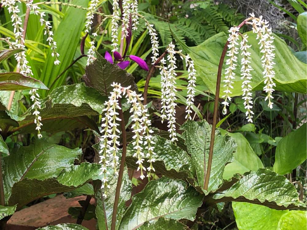 メーカー包装済 ヒトリシズカ 山野草 花 観葉植物