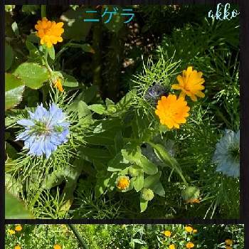 ニゲラ青の投稿画像一覧 Greensnap グリーンスナップ