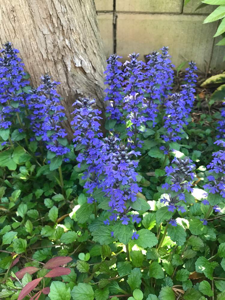 アジュガの投稿画像 By グリーンヤードさん 月4月25日 Greensnap グリーンスナップ