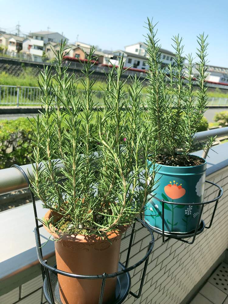 ローズマリーの投稿画像 By ももこんさん おうち園芸 月4月25日 Greensnap グリーンスナップ