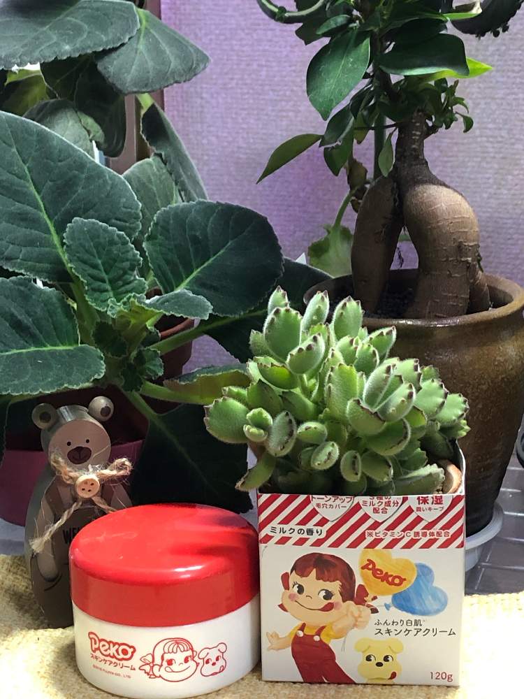 多肉女子の投稿画像 By はーちゃんさん ペコちゃん祭り 月4月25日 Greensnap グリーンスナップ