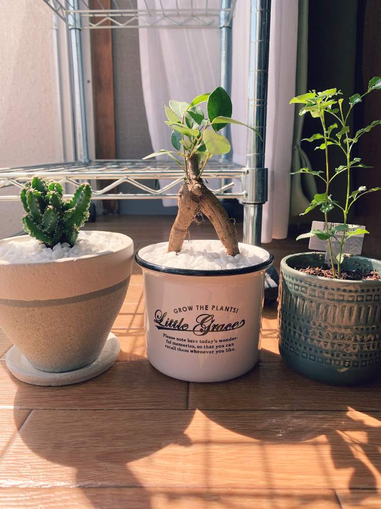 ガジュマルの投稿画像 By Densanさん トネリコとセレウスと新生活を彩る観葉植物フォトコンとおうち園芸 月4月25日 Greensnap グリーンスナップ