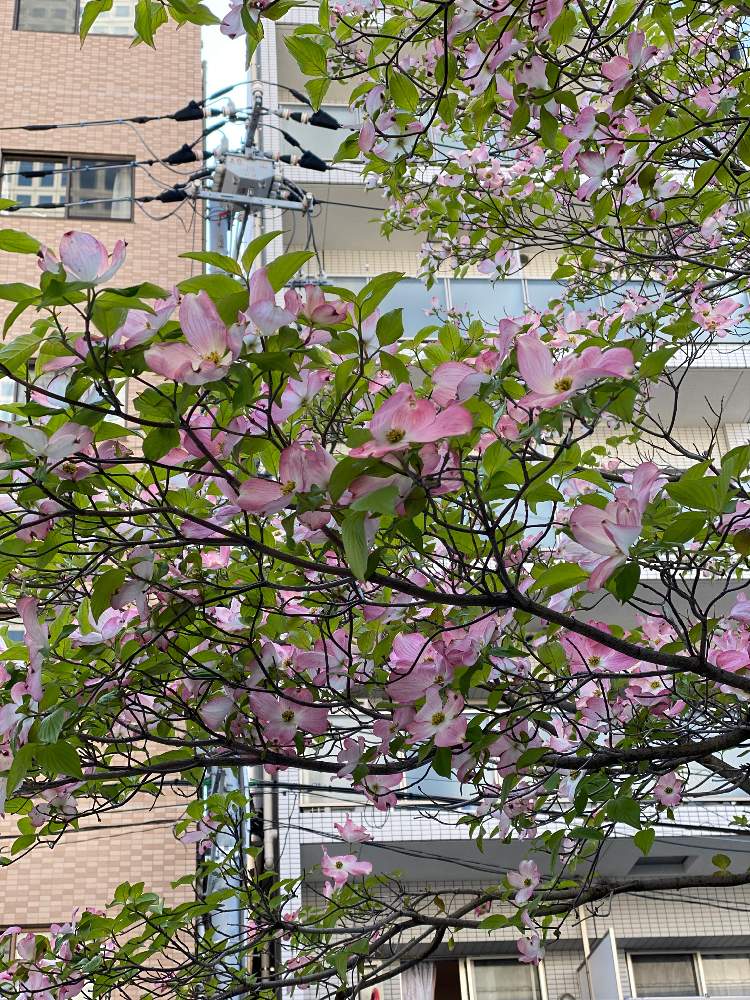 ハナカイドウの投稿画像 By ふゆさん 月4月25日 Greensnap グリーンスナップ