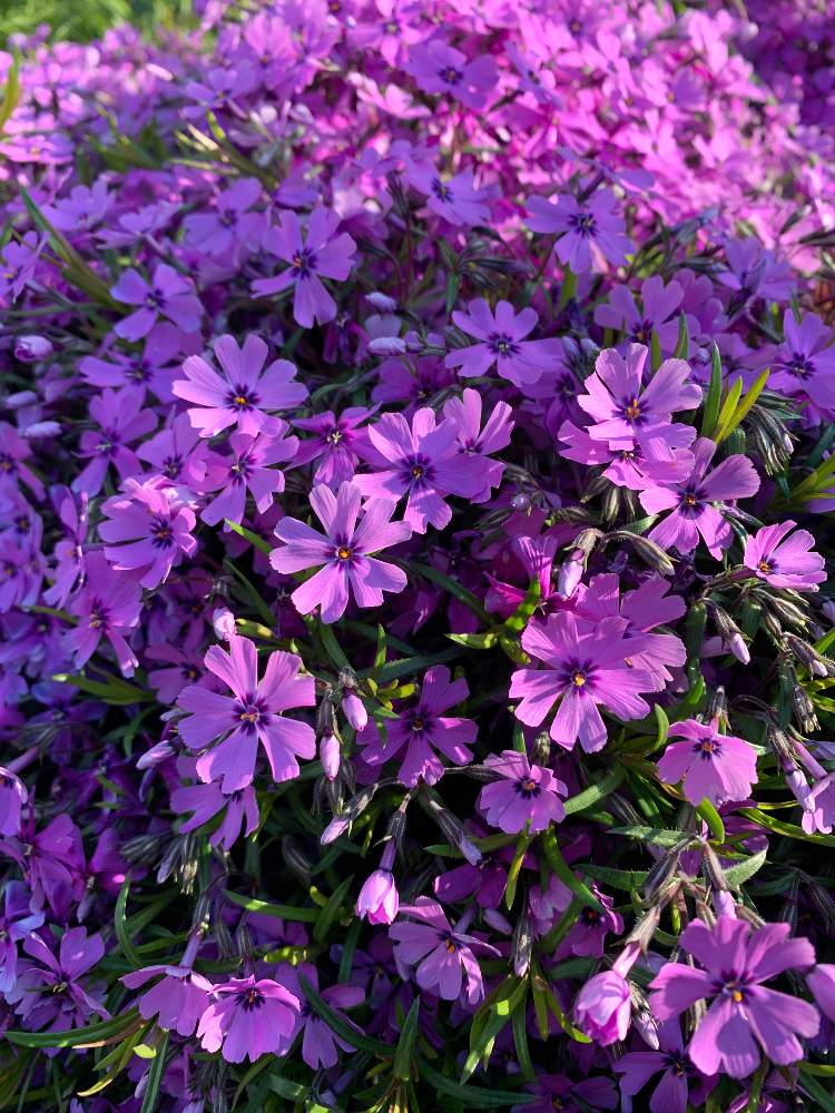 メリーさんの投稿画像 月4月25日 Greensnap グリーンスナップ