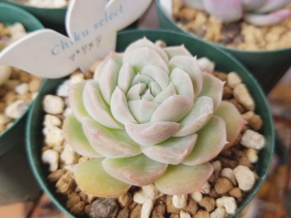 エケベリア プリメラの投稿画像 By Vikiiさん 多肉植物とプリメラとoharu日和とchiku Select苗 月4月25日 Greensnap グリーンスナップ