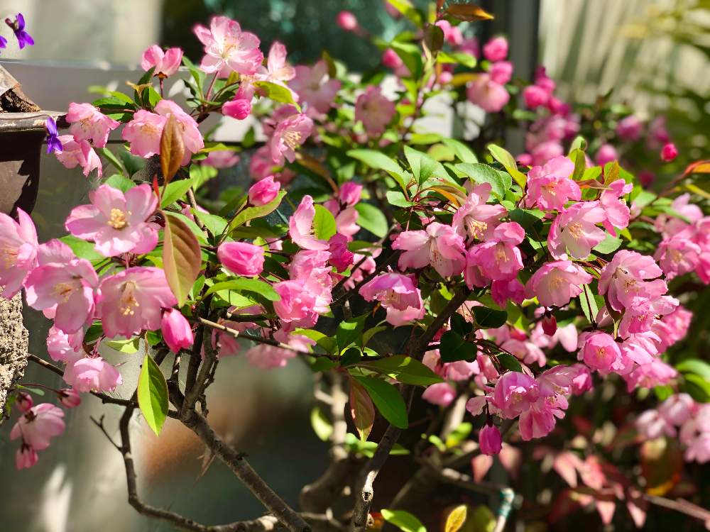 海棠桜の投稿画像 By Kay Tama Gskさん 桜フォトコンとカラフルと満開と和花と春が来たとおうち園芸と自然美と朝の一枚と今日の一枚と向日市と鮮やか と花のある暮らしと和の花と盆栽と乙訓とさくら 月4月25日 Greensnap グリーンスナップ