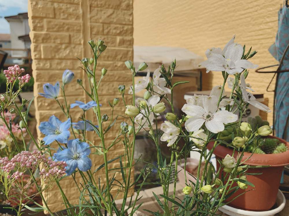 デルフィニウム アクアブルーの投稿画像 By 黄色の人さん デルフィニウムミルキーミントと春のお花とおうち園芸と好みの花 とガーデニングフェスフォトコンとガーデニングと花のある暮らしとかわいいとお花とお花は癒しと花束 月4月25日 Greensnap グリーン