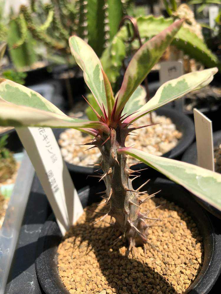 ユーフォルビア・花キリン錦｜🍀GreenSnap（グリーンスナップ）