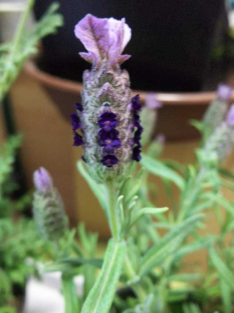 ラベンダー品種比べ｜🍀GreenSnap（グリーンスナップ）