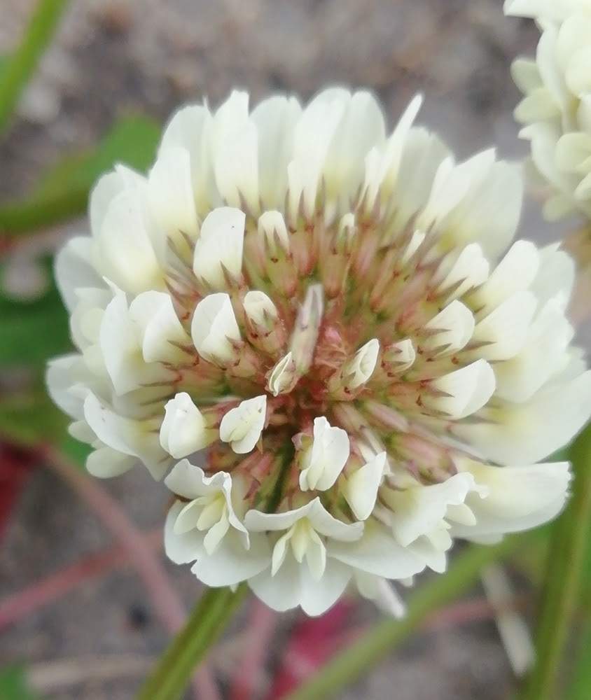 シロツメクサの投稿画像 By ユーミさん 野の花とマメ科と白詰草 とシャジクソウ属と山野草と散策と野の花とマメ科と白詰草 とシャジクソウ属と山野草と散策 月4月25日 Greensnap グリーンスナップ Greensnap グリーンスナップ