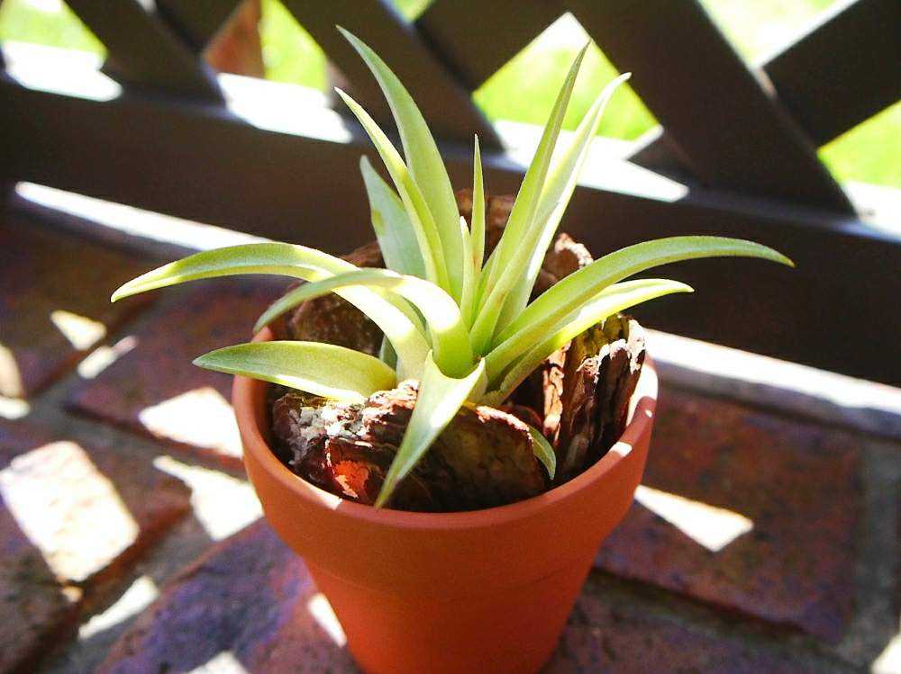 希少人気♡チランジア♡カピタータ サングロー ヴァリエガータ バリエ