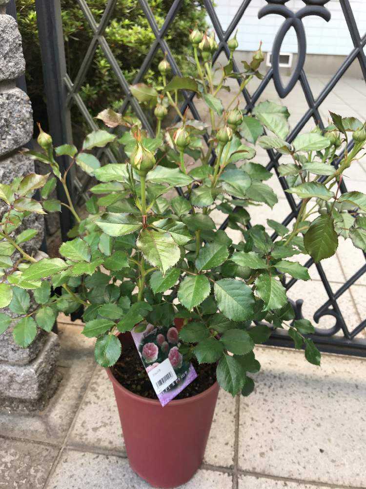 初心者かとさとのバラ達の成長記録 Greensnap グリーンスナップ
