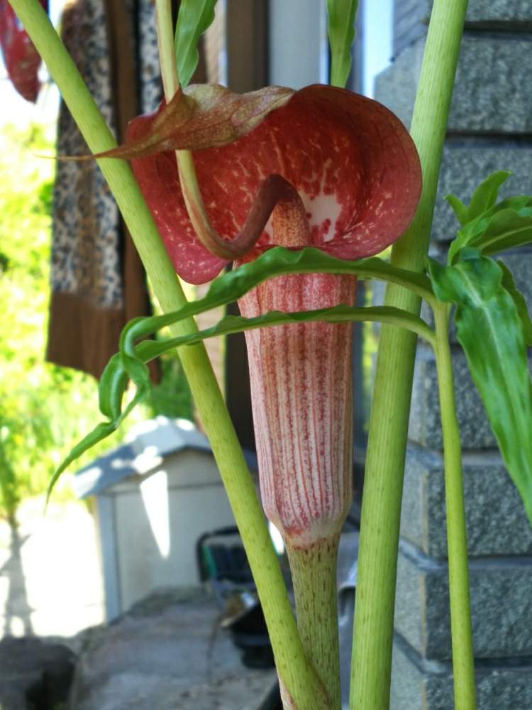 ウラシマソウ赤花の投稿画像 By さとさん サトイモ科テンナンショウ属と奇花とarisaemaとおうち園芸とウラシマソウ と古典園芸植物と珍奇植物と花のある暮らしとテンナンショウ属とアリサエマ 月4月25日 Greensnap グリーンスナップ