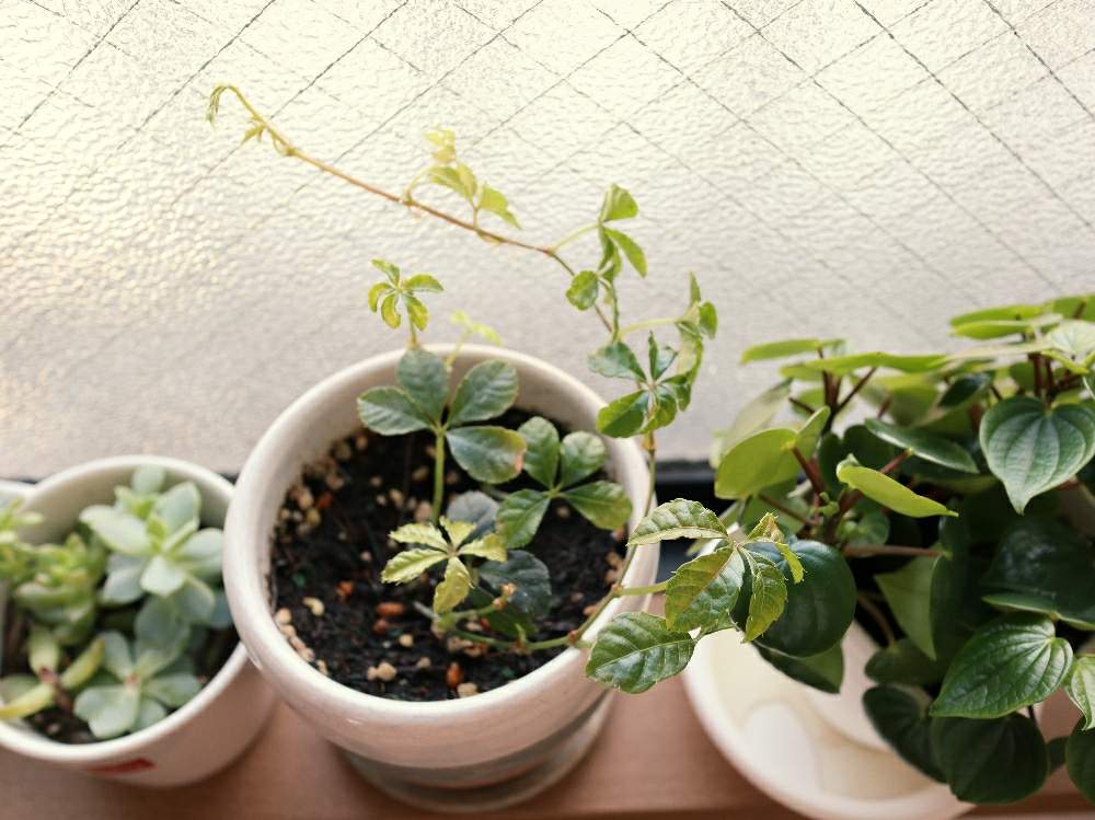 シュガーバインの投稿画像 By はらぺこあおむしさん 観葉植物とジャングルとおうち園芸とつる性植物とはるが来た とジャングル化計画とgreenとおおきくなあれと新芽 月4月25日 Greensnap グリーンスナップ