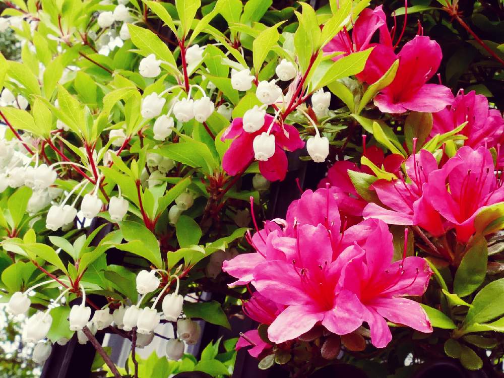 ツツジの投稿画像 By Hotaruさん ドウダンツツジと花のある暮らしと白色と赤色と釣鐘形の花とおうち園芸 月4月25日 Greensnap グリーンスナップ