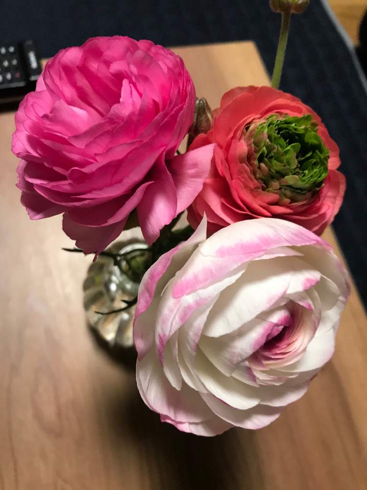 ラナンキュラスの投稿画像 By きっくのんさん 月4月25日 Greensnap グリーンスナップ