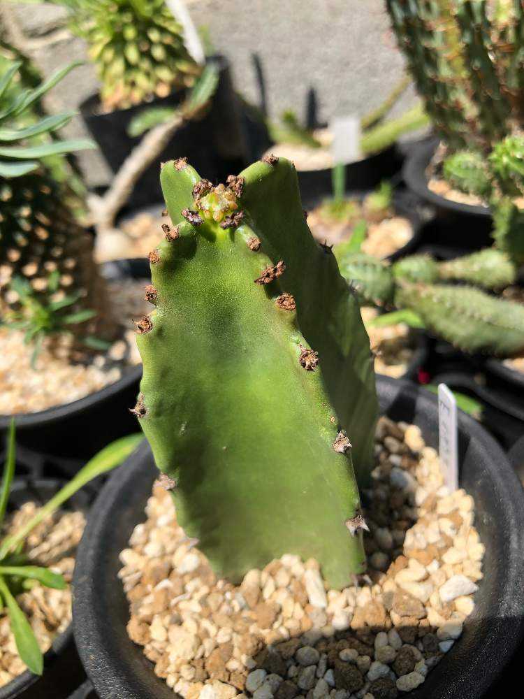 ユーフォルビア・インゲンス｜🍀GreenSnap（グリーンスナップ）