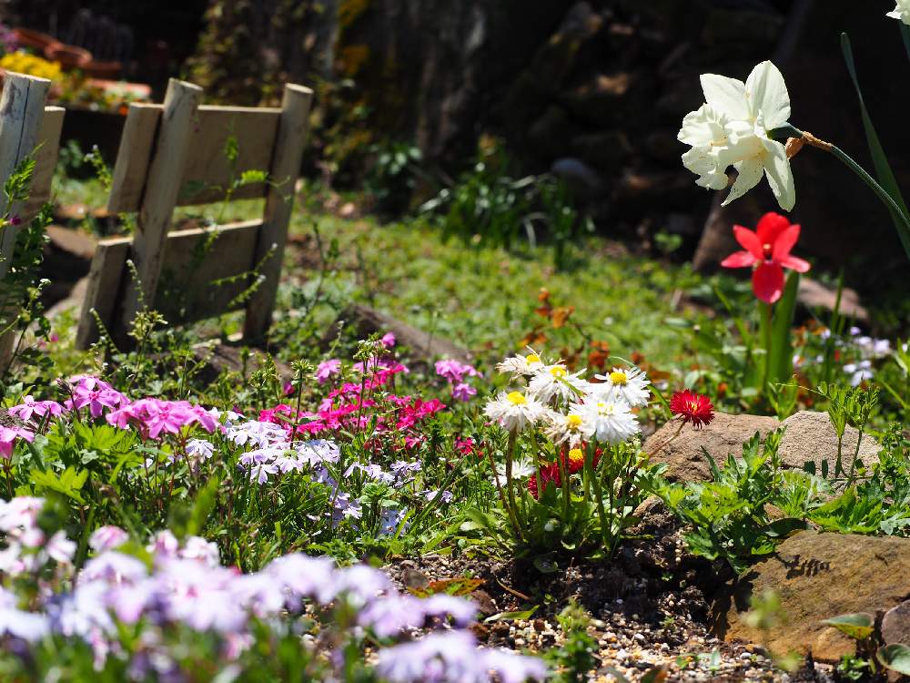 春のガーデニングの投稿画像 By Yuh さん はなまっぷとナチュラルガーデンとおうち園芸とガーデニング初心者とガーデニングと花のある暮らしと地植え 月4月25日 Greensnap グリーンスナップ