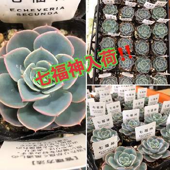 funnyplantの画像 by ファニープランツさん | 多肉植物とfunnyplantと栃木県と七福神 多肉と観葉植物専門店