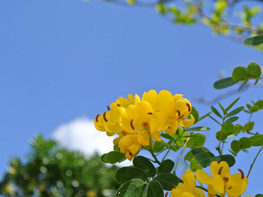 コバノセンナの投稿画像 By Fuuさん 黄色い花と沖縄と過去pic 月4月25日 Greensnap グリーンスナップ