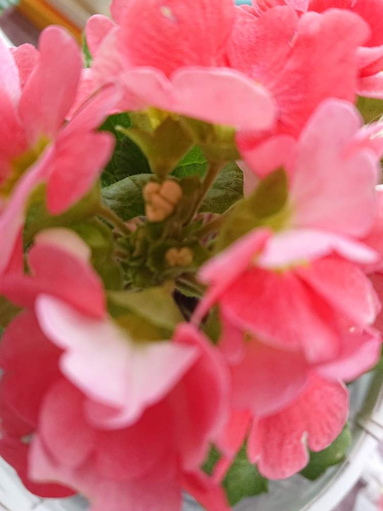 プリムラオブコニカの投稿画像 By ヨッシー さん 乗り切ろうコロナといやされる とおうち園芸とアブラムシ退治と元気もらえると北海道からと室内 花と窓辺とヨッシー 室内と乗り切ろうコロナといやされる とおうち園芸とアブラムシ退治と元気もらえると北海道から