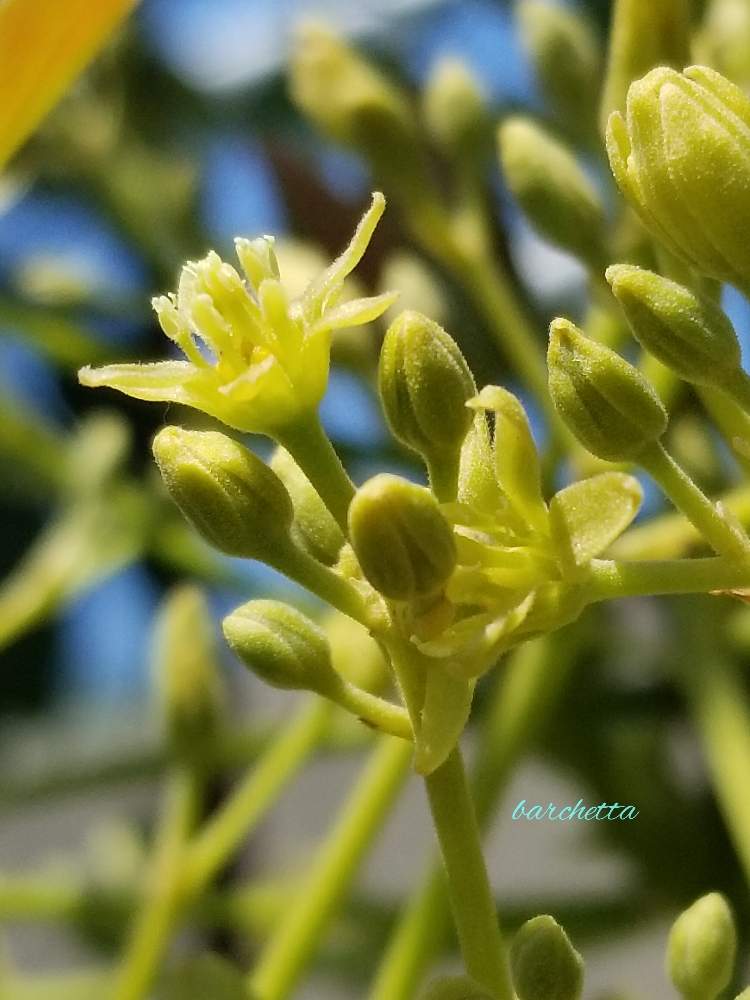 アボカドの花の投稿画像 By Barchettaさん スマホ撮影と食べられるとおうち園芸と常緑高木と春を感じる花と雌雄異熟花 月4月26日 Greensnap グリーンスナップ