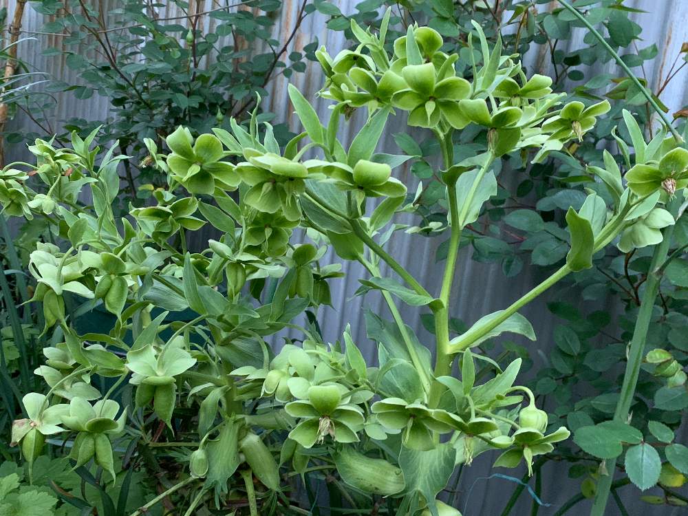 原種クリスマスローズ フェチダス 実生の投稿画像 By かずさん ロザリアン と癒しとおうち園芸と おうち園芸 フォトコンテストとお花大好き と花のある暮らしと地植えとなんでも無農薬有機栽培 月4月26日 Greensnap グリーンスナップ