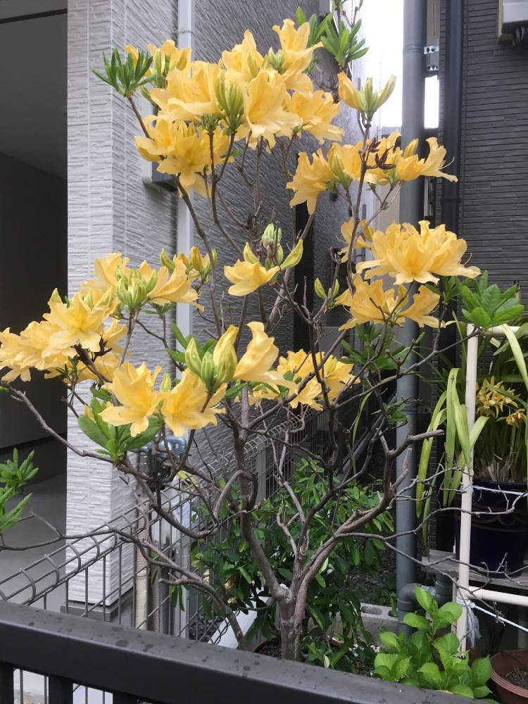 レンゲツツジの投稿画像 By Manabeさん 黄色い花と耐寒性とツツジ科ツツジ属と落葉性と毒性のある植物と県花 月4月26日 Greensnap グリーンスナップ