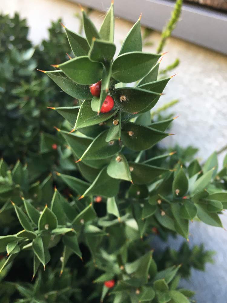 ナギイカダ 梛筏 の投稿画像 By 花恵さん 月4月26日 Greensnap グリーンスナップ