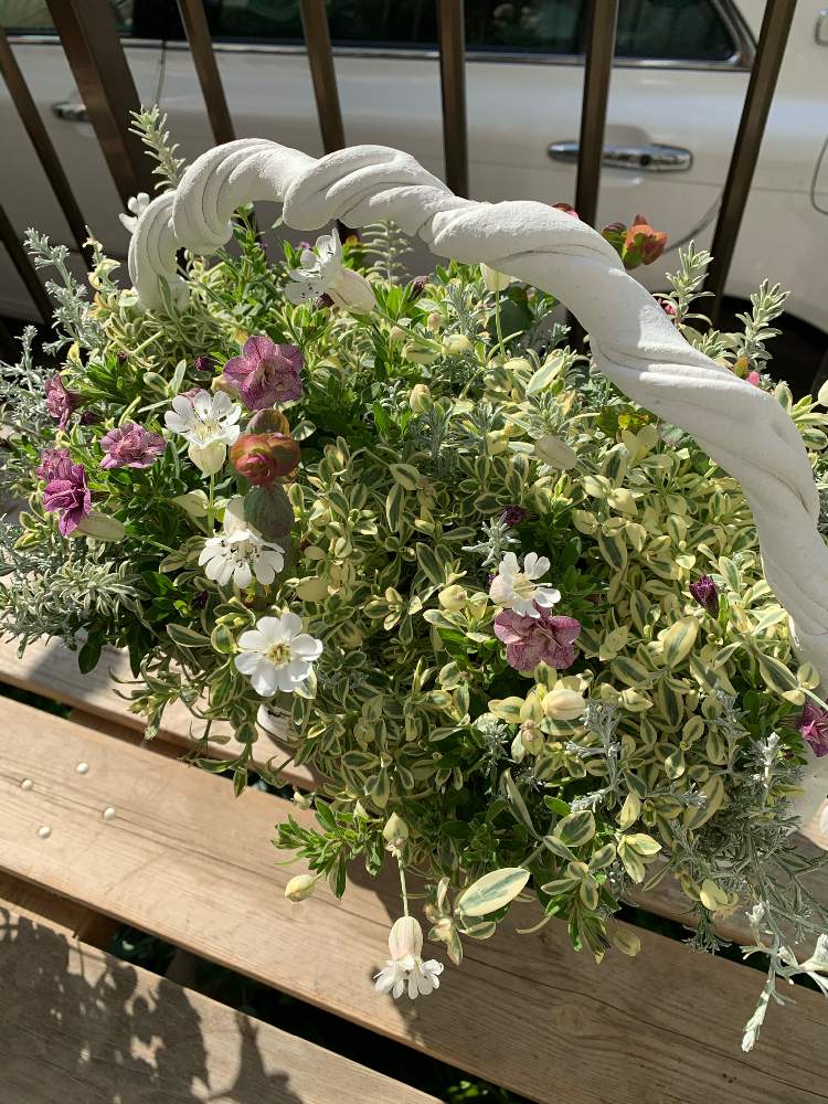 好きな花の投稿画像 By まちこ姉さんさん プランツギャザリング風とお気に入りと寄せ植えとギャザリング寄せ植えと花のある暮らしとstay Home 月4月26日 Greensnap グリーンスナップ