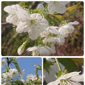 さくらんぼの花の投稿画像一覧 Greensnap グリーンスナップ