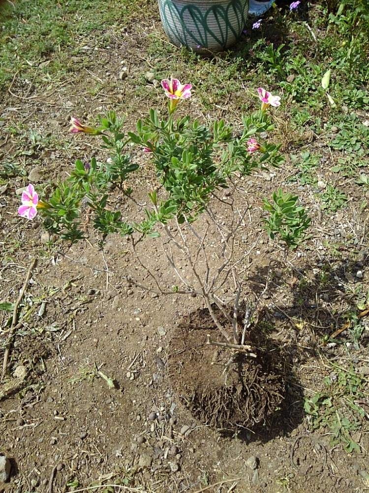 カリブラコア 挿し木 土